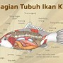 Ikan Koi Besar Kepala