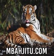 Mimpi Melihat Harimau Togel